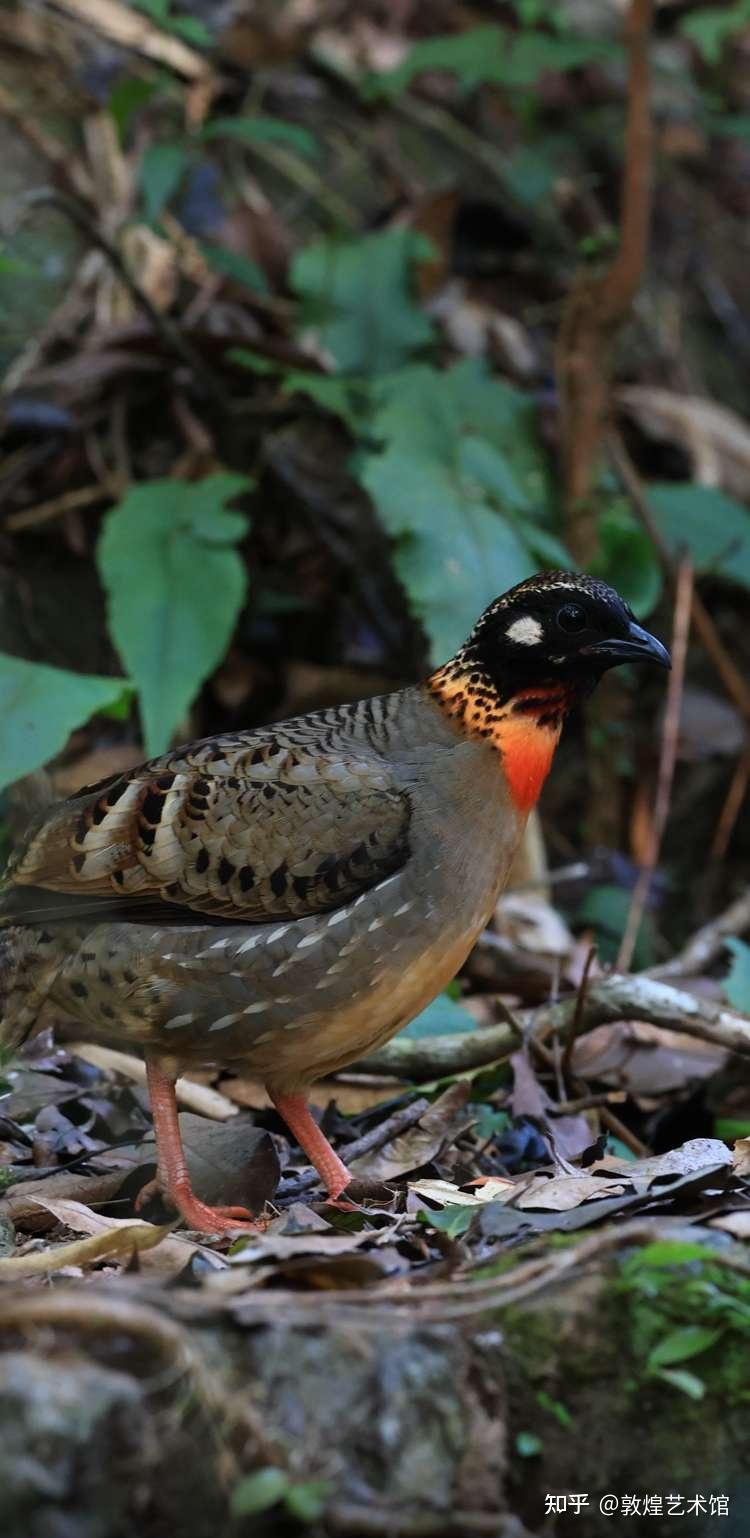 海南有能够拍摄海南山鹧鸪的鸟点吗