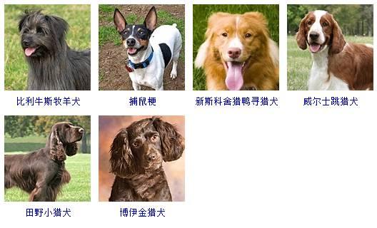 178种狗狗品种大全,原来按体型智商都是这么分! - 知乎