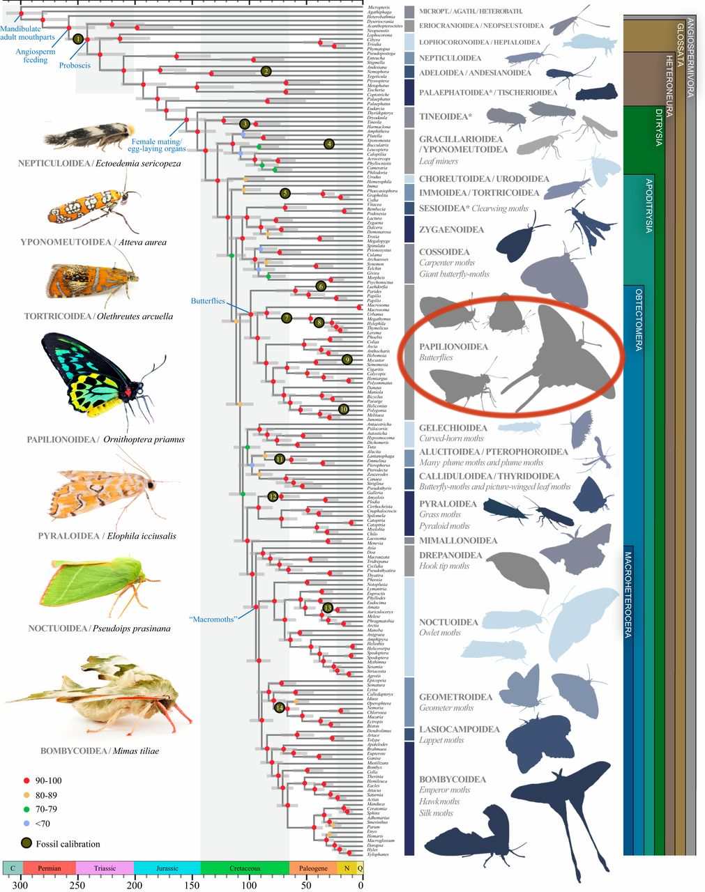 鳞翅目昆虫比如蝴蝶是怎么进化来的?