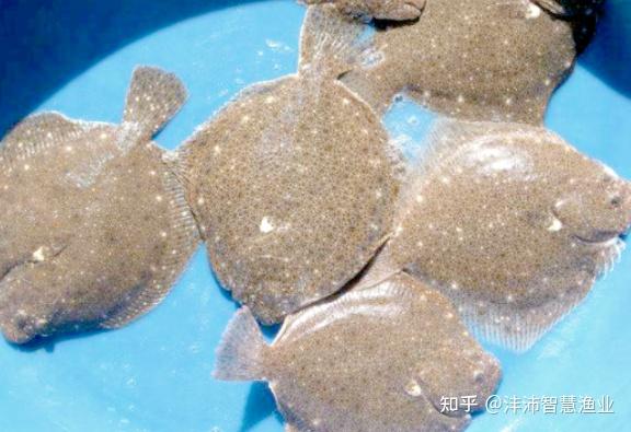 从深海到餐桌:揭秘大菱鲆的生物习性及高效养殖秘诀 - 知乎