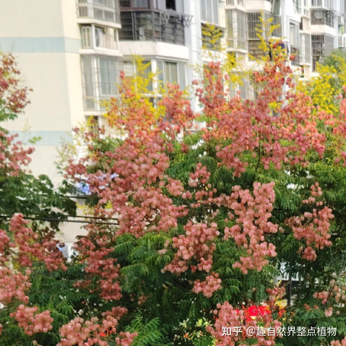 全缘叶栾树与无患子（树皮，树叶，果）形态的细节比对 - 知乎