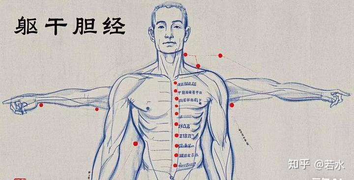 深度解析胆经易堵塞的五大核心原因 - 知乎
