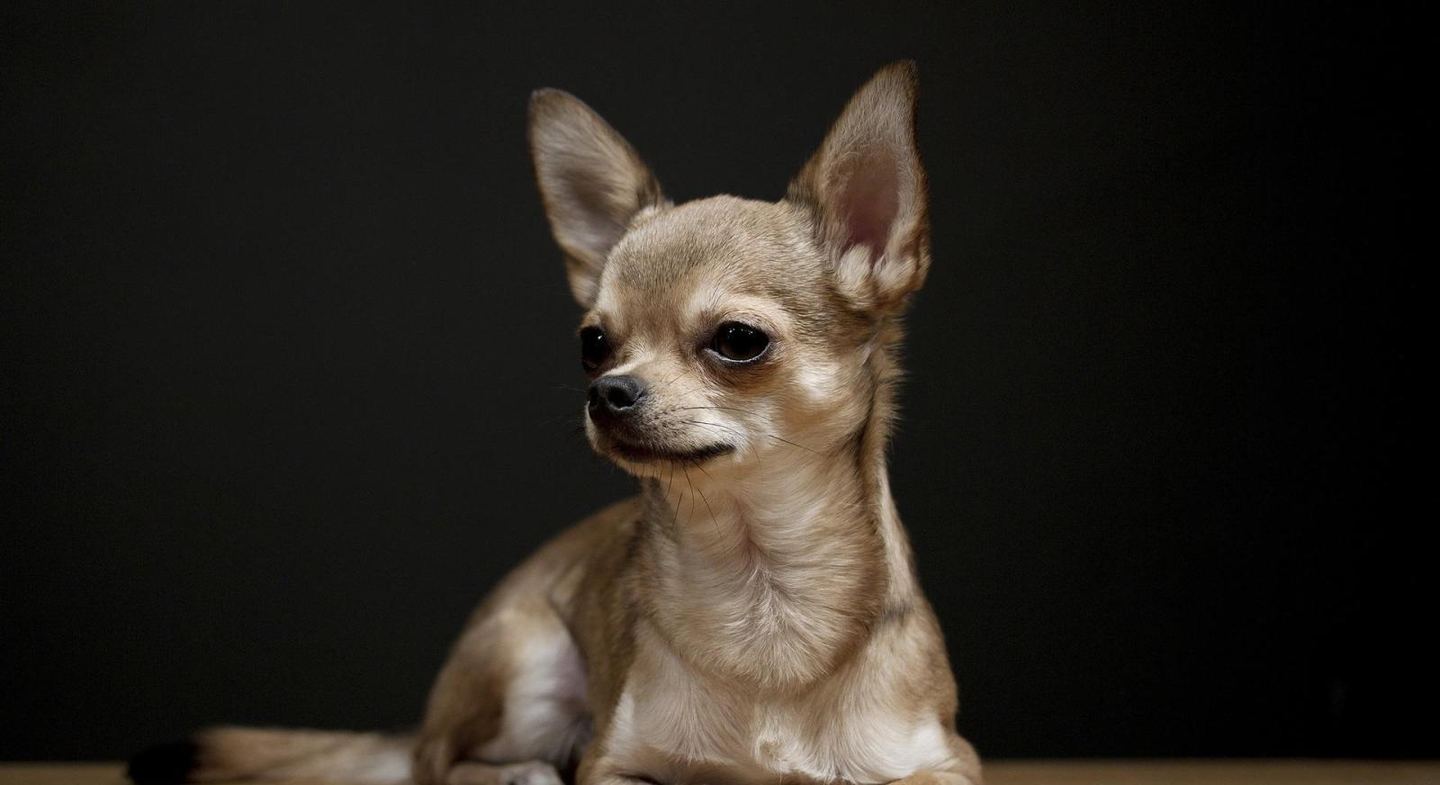 什么品种的狗狗长不大？这五种都是哦！ - 知乎