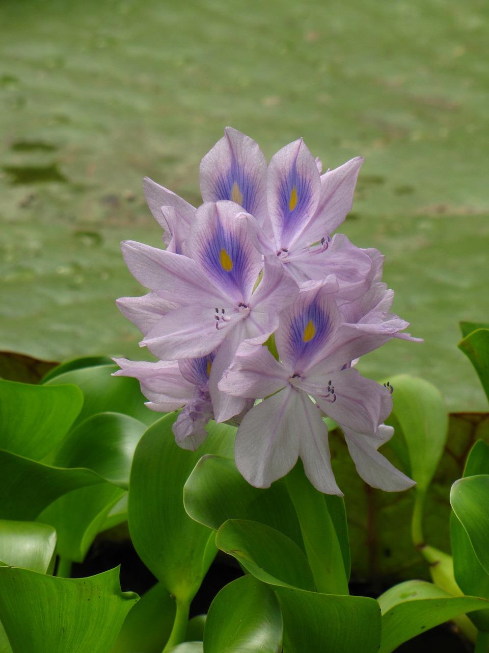 水葫芦冬季怎么养