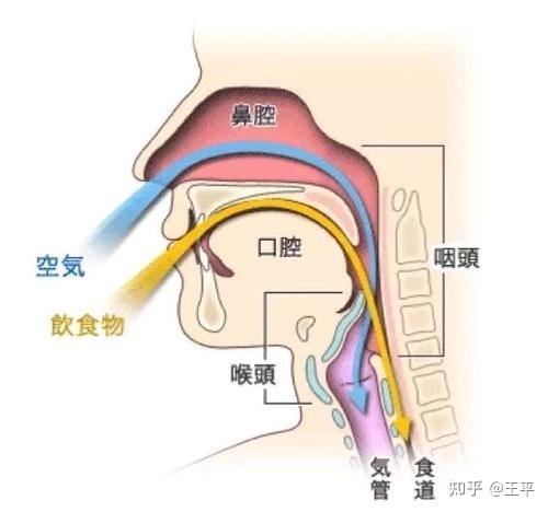 鼻子与气管的连接图图片