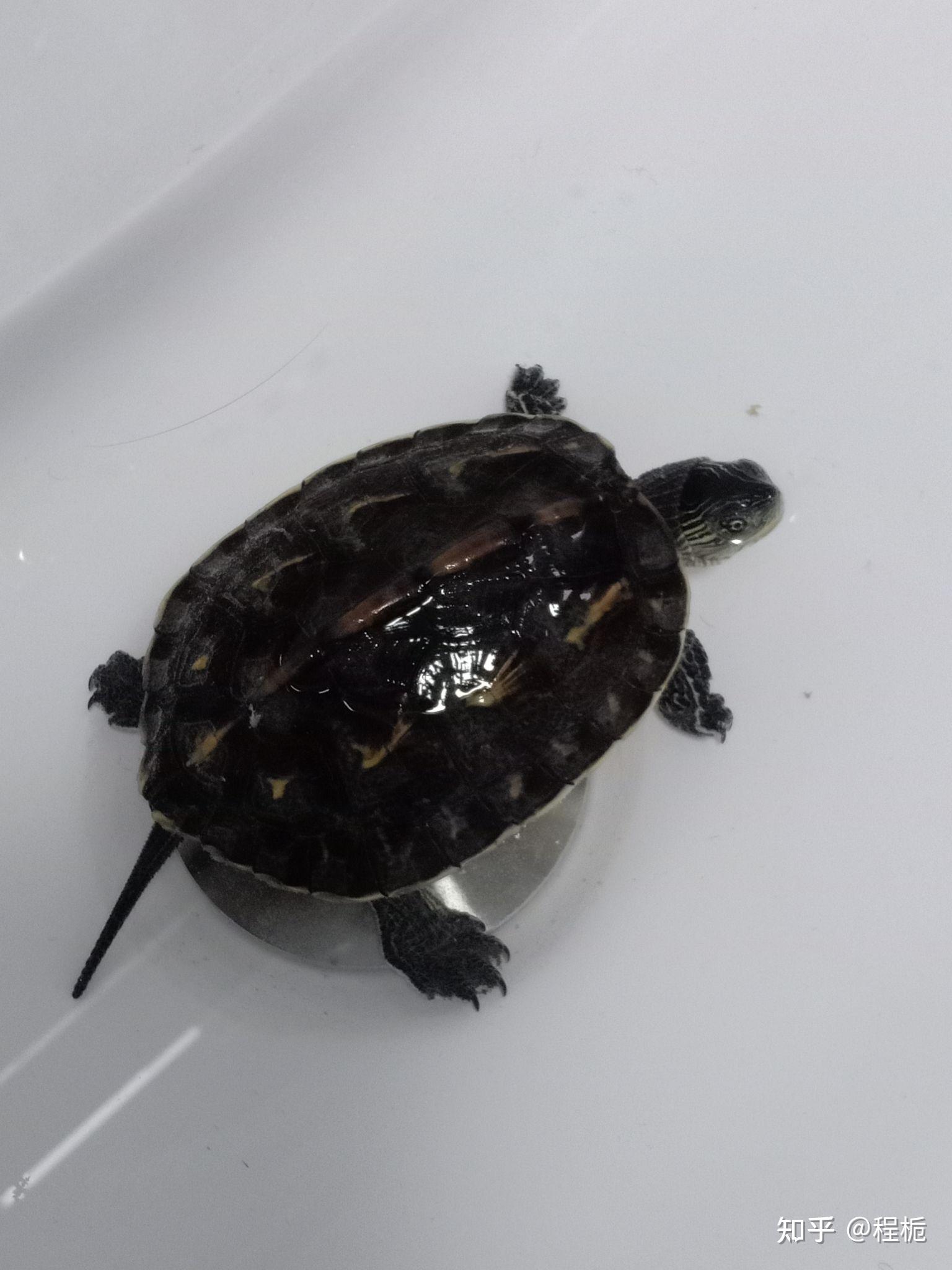 请问这是什么种类的乌龟? - 知乎