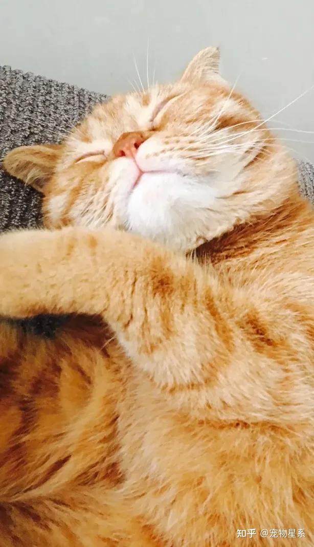 自己在家可以超度小猫吗-猫不吃猫粮会把自己饿死吗