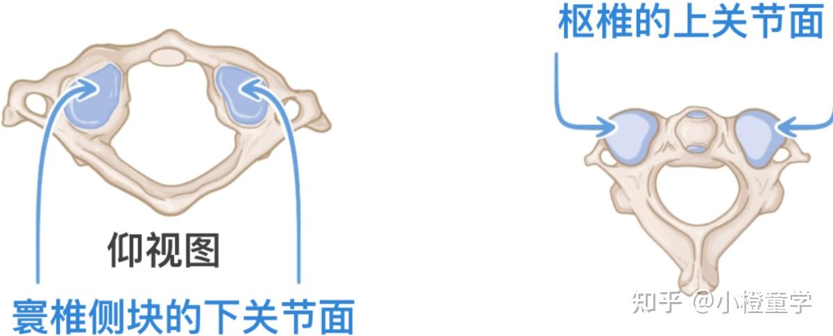 临床骨科基础—脊柱关节 - 知乎