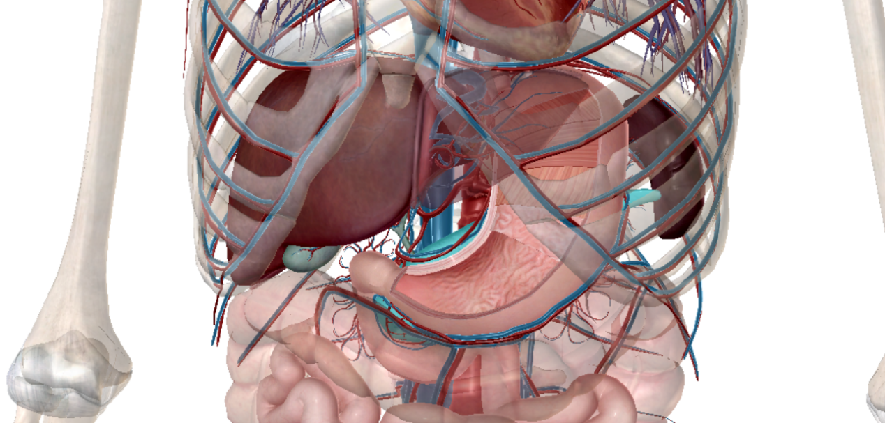 人的内脏都在什么位置