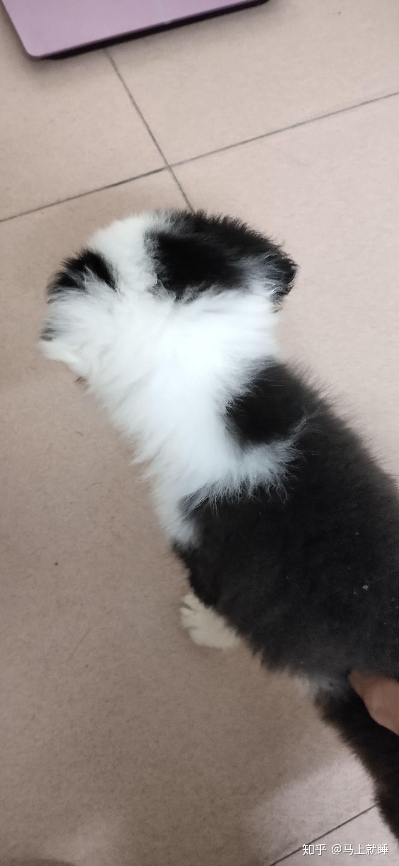 边牧耳朵一边白一边黑?纯不纯? - 知乎