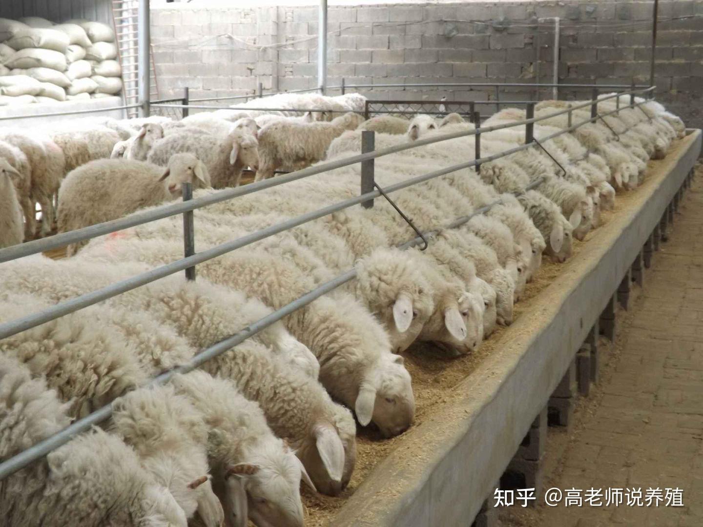 养羊都有哪些成本支出?养羊成本计算都需要考虑哪些因素? - 知乎