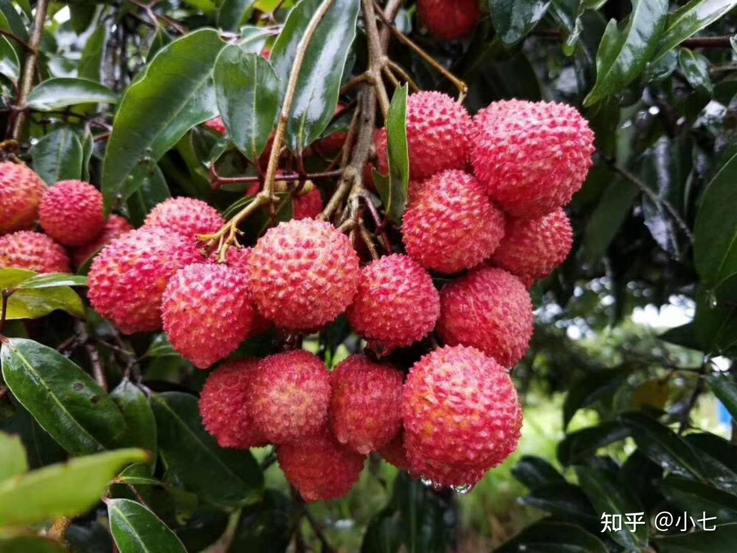 我国比较出名的5种荔枝，你吃过几种？最喜欢哪一种呢？ - 知乎
