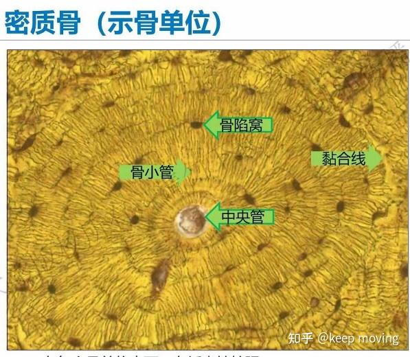 骨组织结构、骨折愈合过程及鼠兔骨折模型 - 知乎