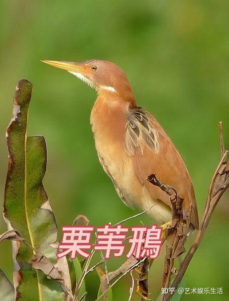 24种鹭科的鸟类，色彩鲜明的一类鸟 - 知乎