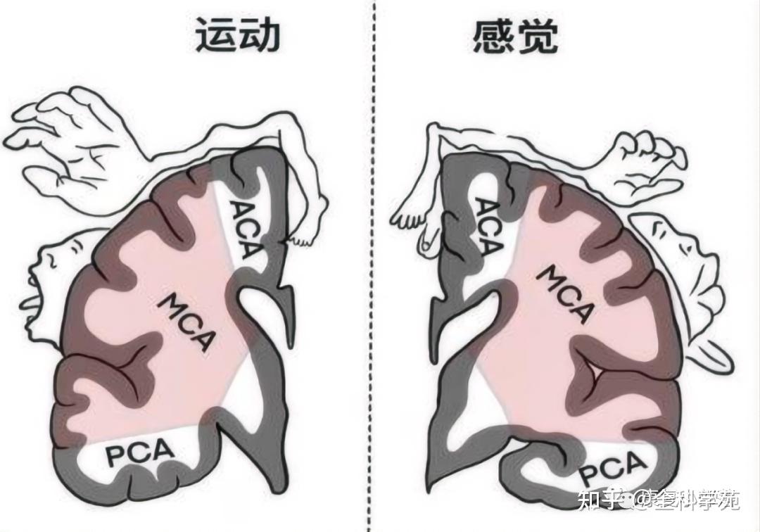 神经功能解剖 - 知乎