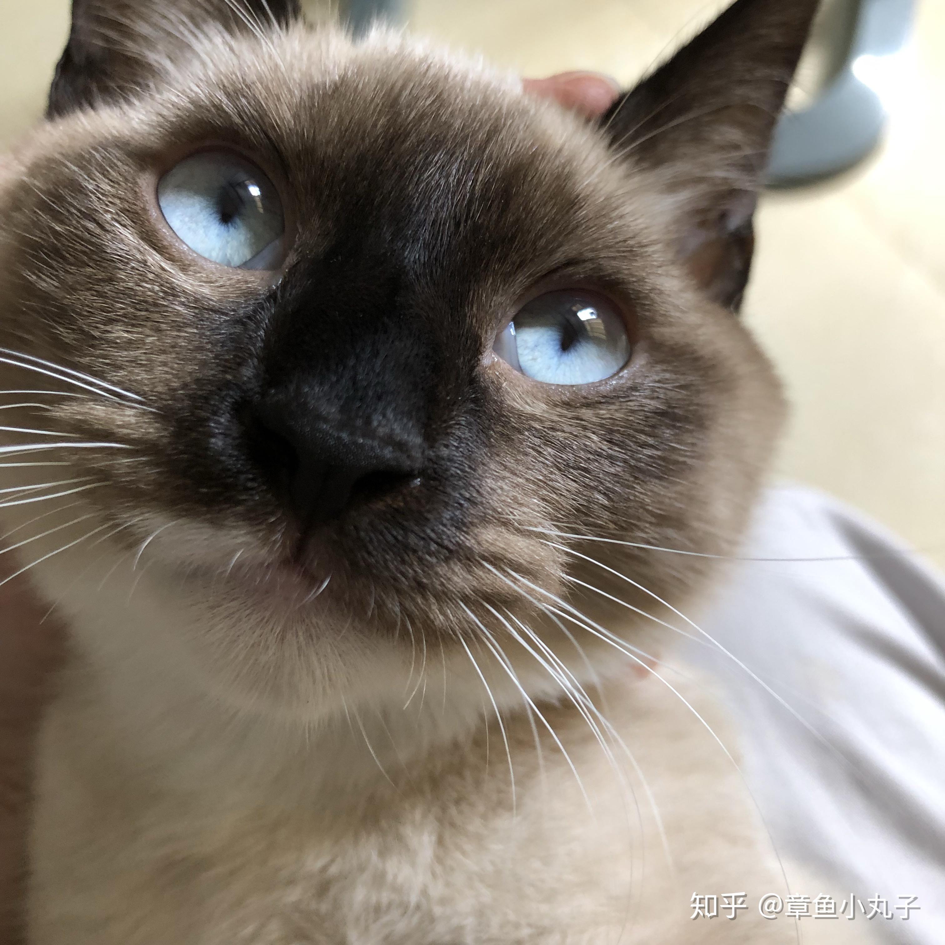 布偶猫能丑到什么程度