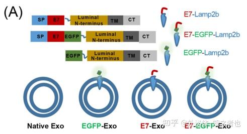 Eo7 Structure 干货分享 | MSCs研究陷入瓶颈?E7靶向肽工程化外泌体来破局 - 知乎