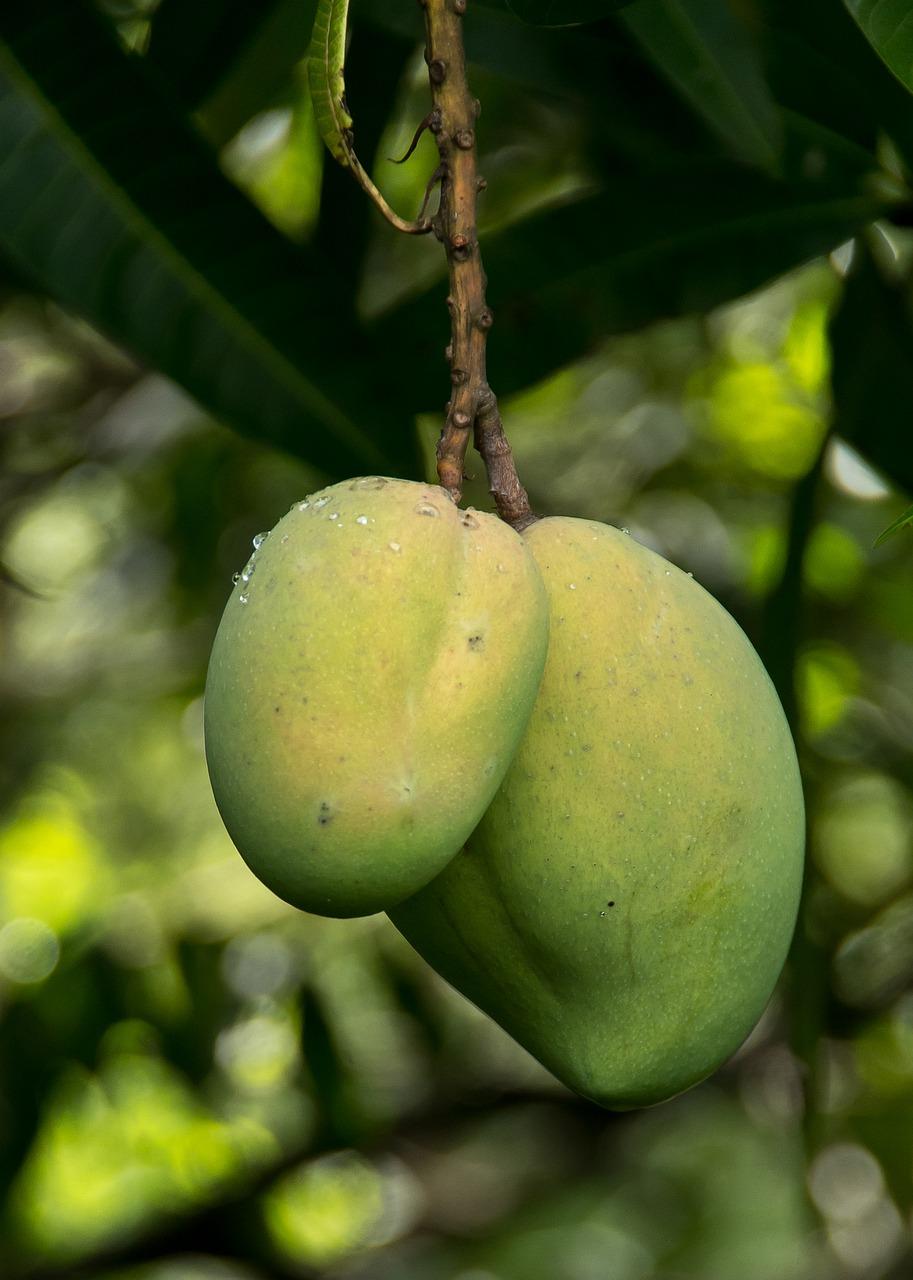 百色芒果是哪里的