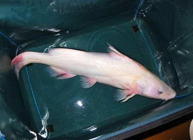 谁知道这是什么鱼呀?