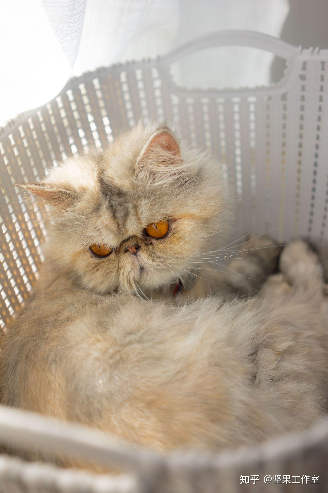 成年加菲猫多重比较正常?