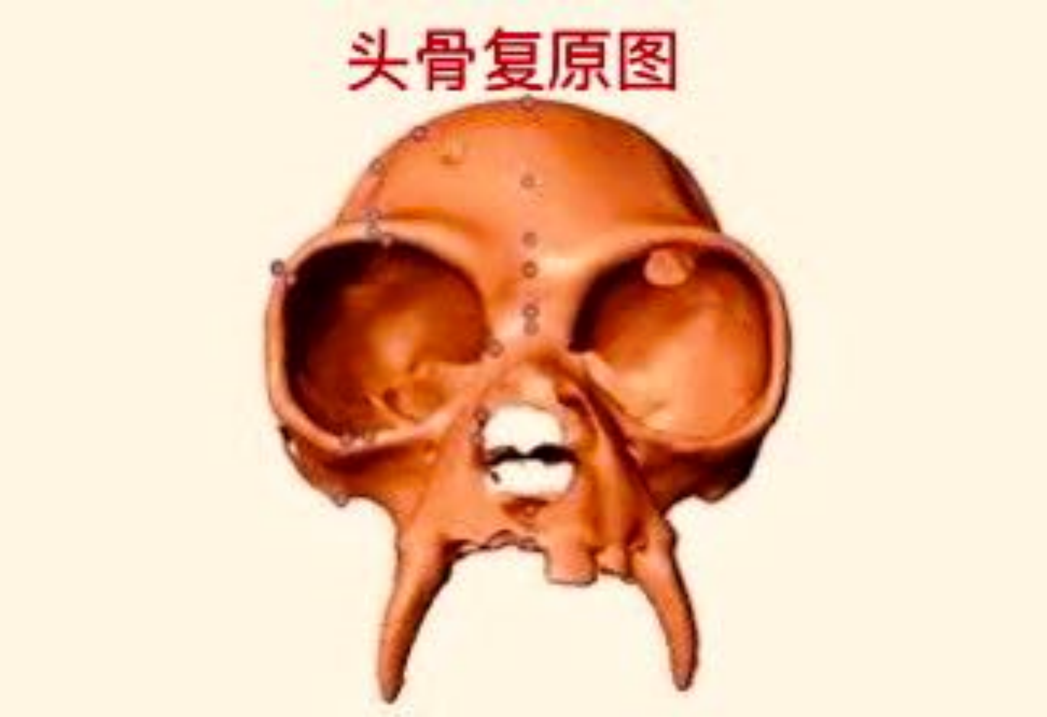 校土颅骨复原图