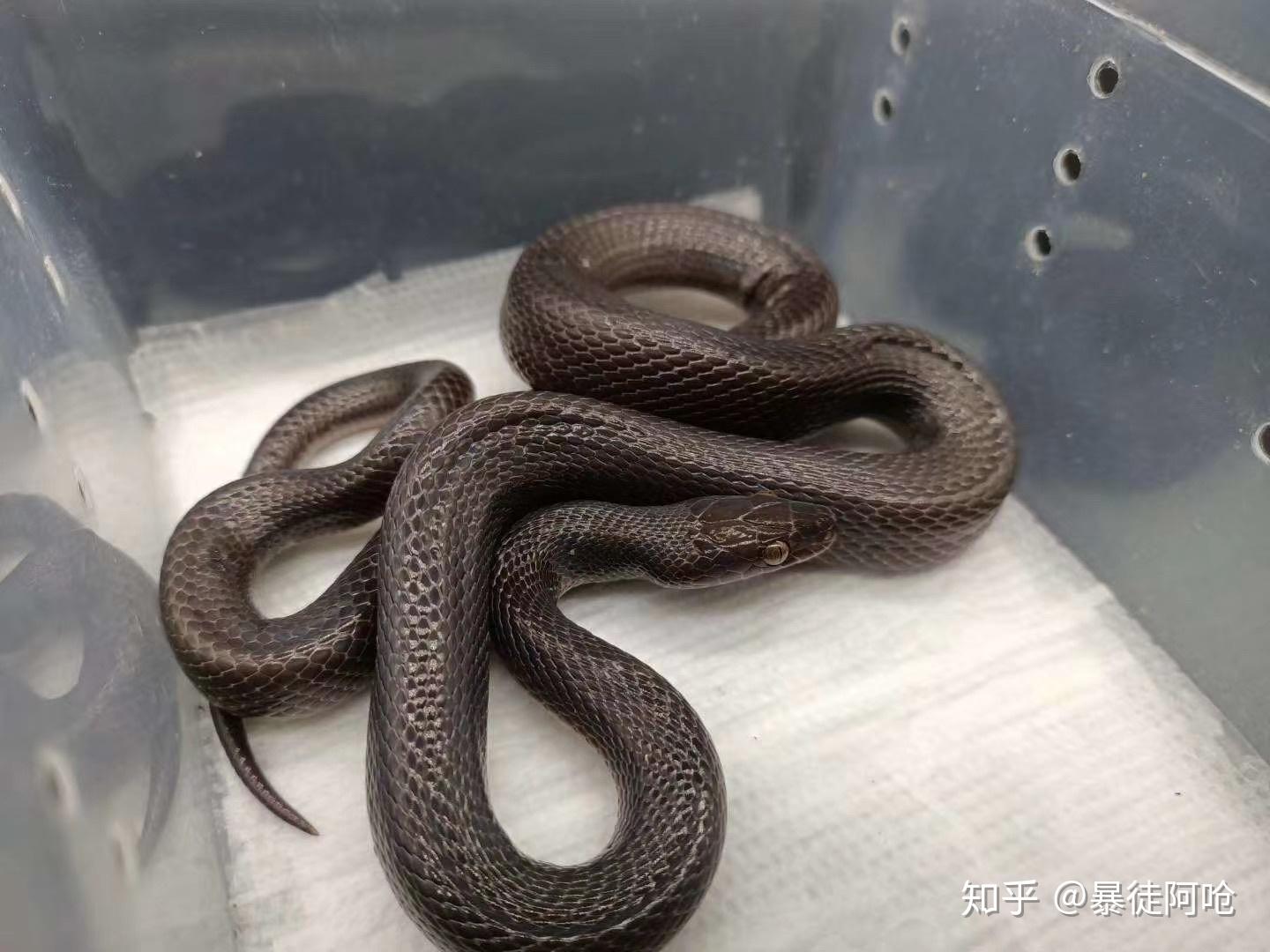 全身黑色的蛇是什么蛇? - 知乎
