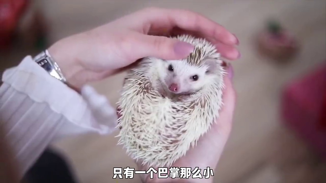 小孩子适合养的5种宠物 - 知乎