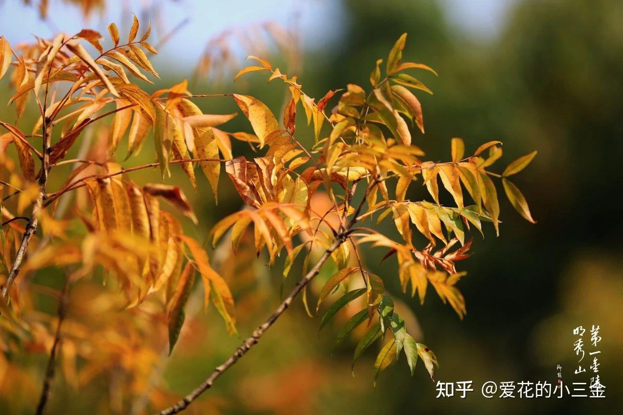 秋冬赏叶植物(二十):黄连木 - 知乎