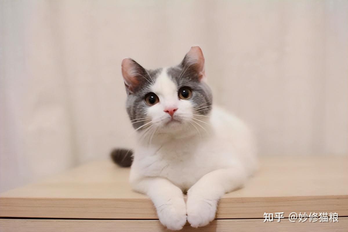 公认最好养的“六种猫”,省心省钱,你家养的是什么猫? - 知乎