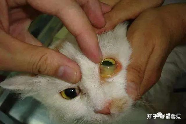猫得了黄疸死亡几率多大