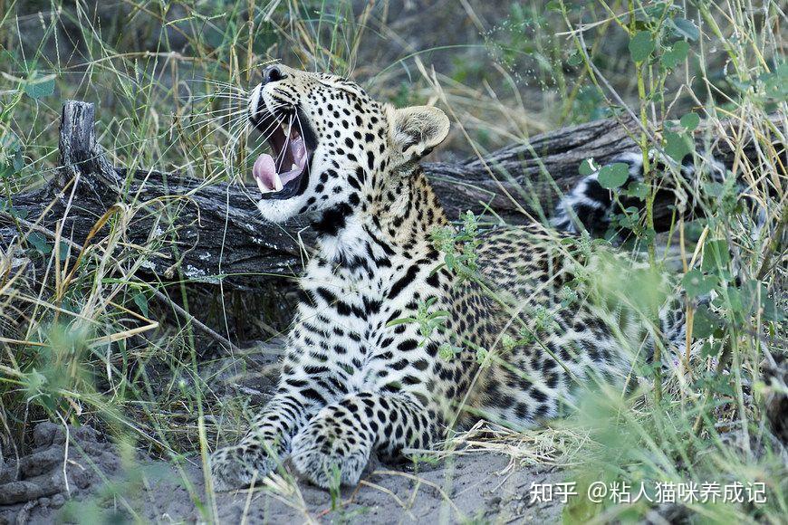 杭州野生动物世界 3 只金钱豹外逃,已找到 2 只,动物园可能需要承担