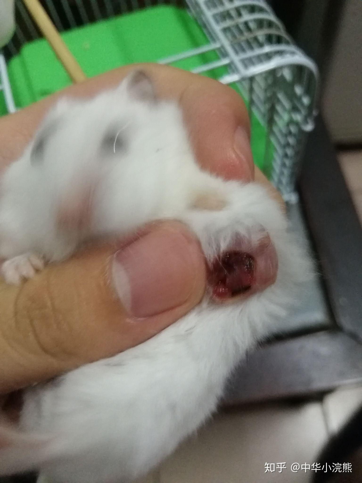 请大佬们帮忙看下,这个是仓鼠的香腺堵住了么 知乎