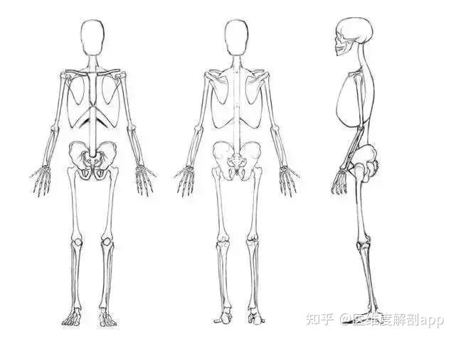 全身骨骼示意图