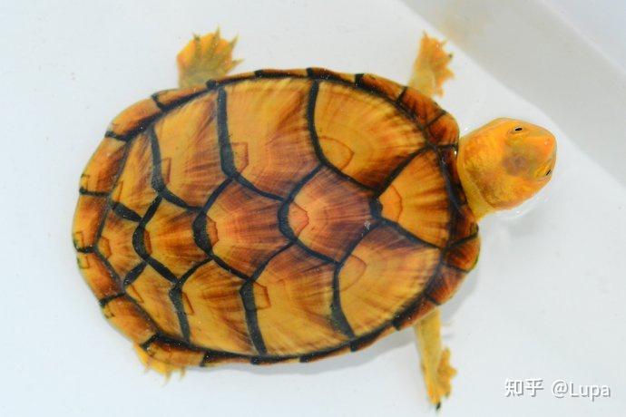 按价格排序常见观赏龟类推荐（水龟篇） - 知乎