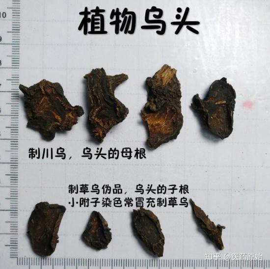 带你识别草乌 - 知乎