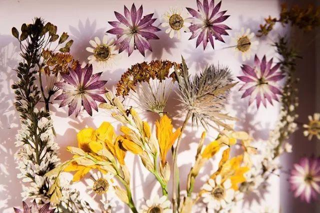 梦境般的“压花”艺术,让你无法抵御的植物美学 - 知乎