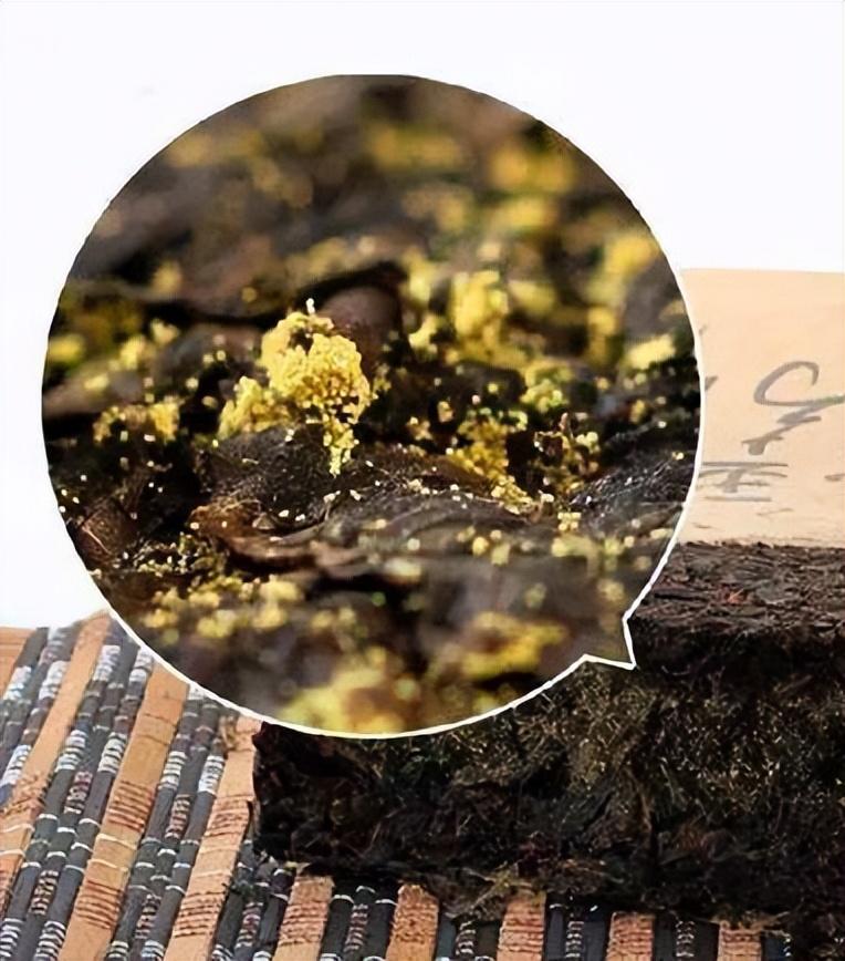 黑茶 | 云南普洱 --- 普洱茶会出现‘金花’的条件是哪些?应该如何辨别金花 - 知乎