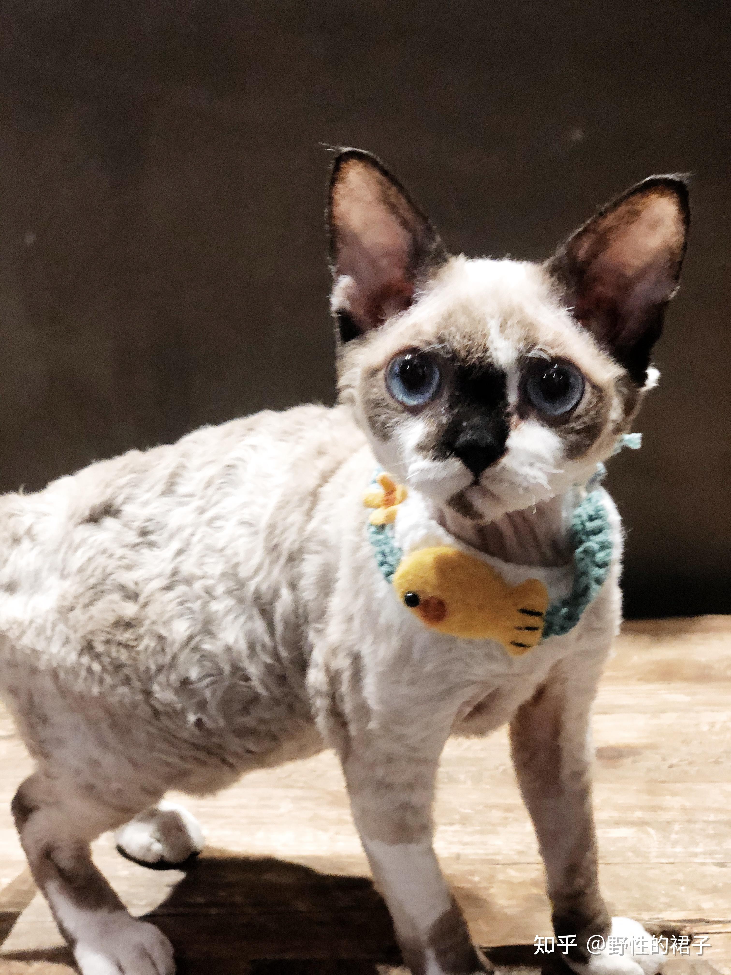 你们的德文卷毛猫都是多少钱买的