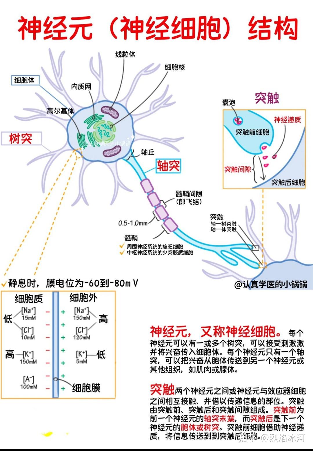 你可知道神经元运作的原理是什么吗?