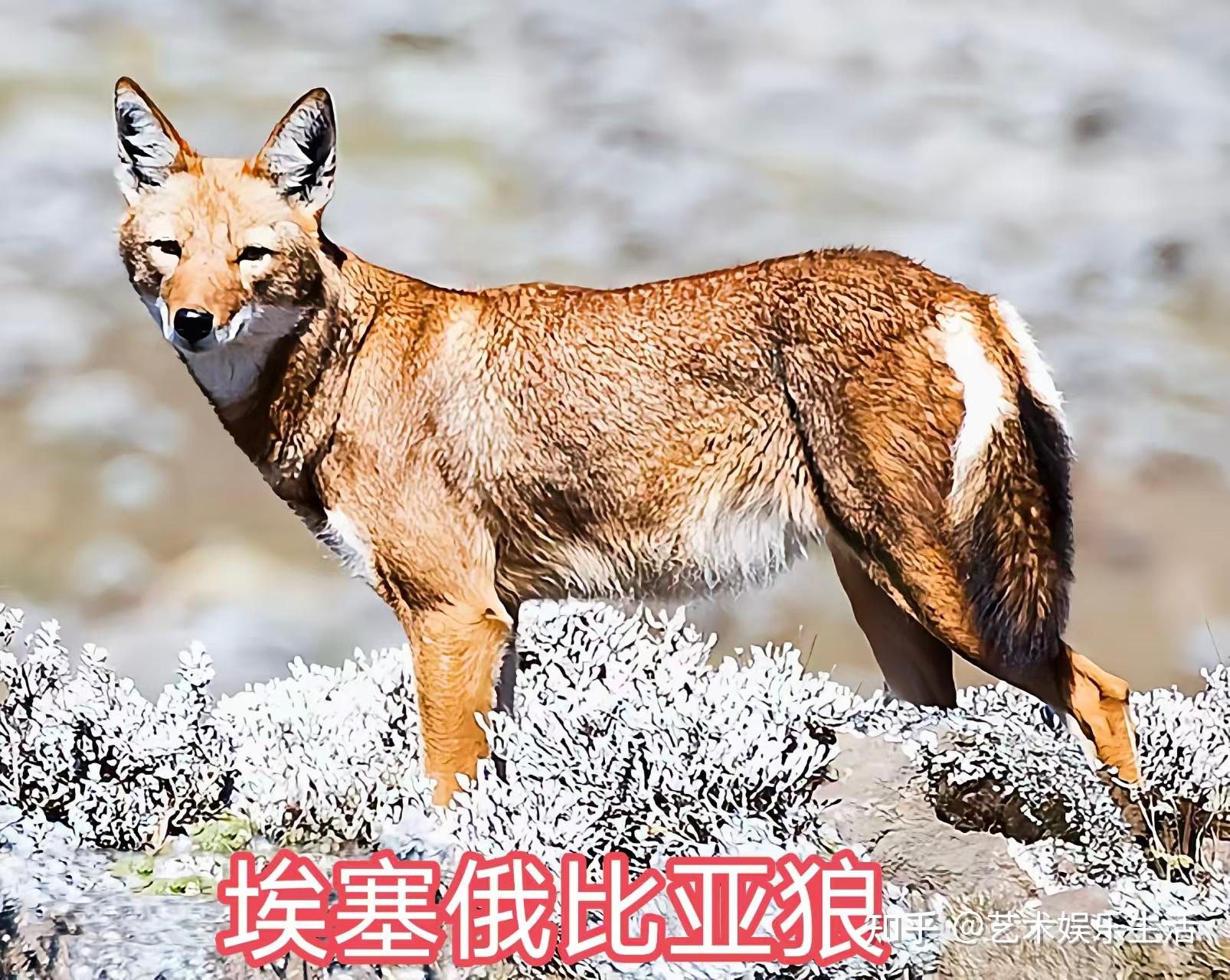 犬属的8种狼，都是生态位上的顶级掠食者 - 知乎