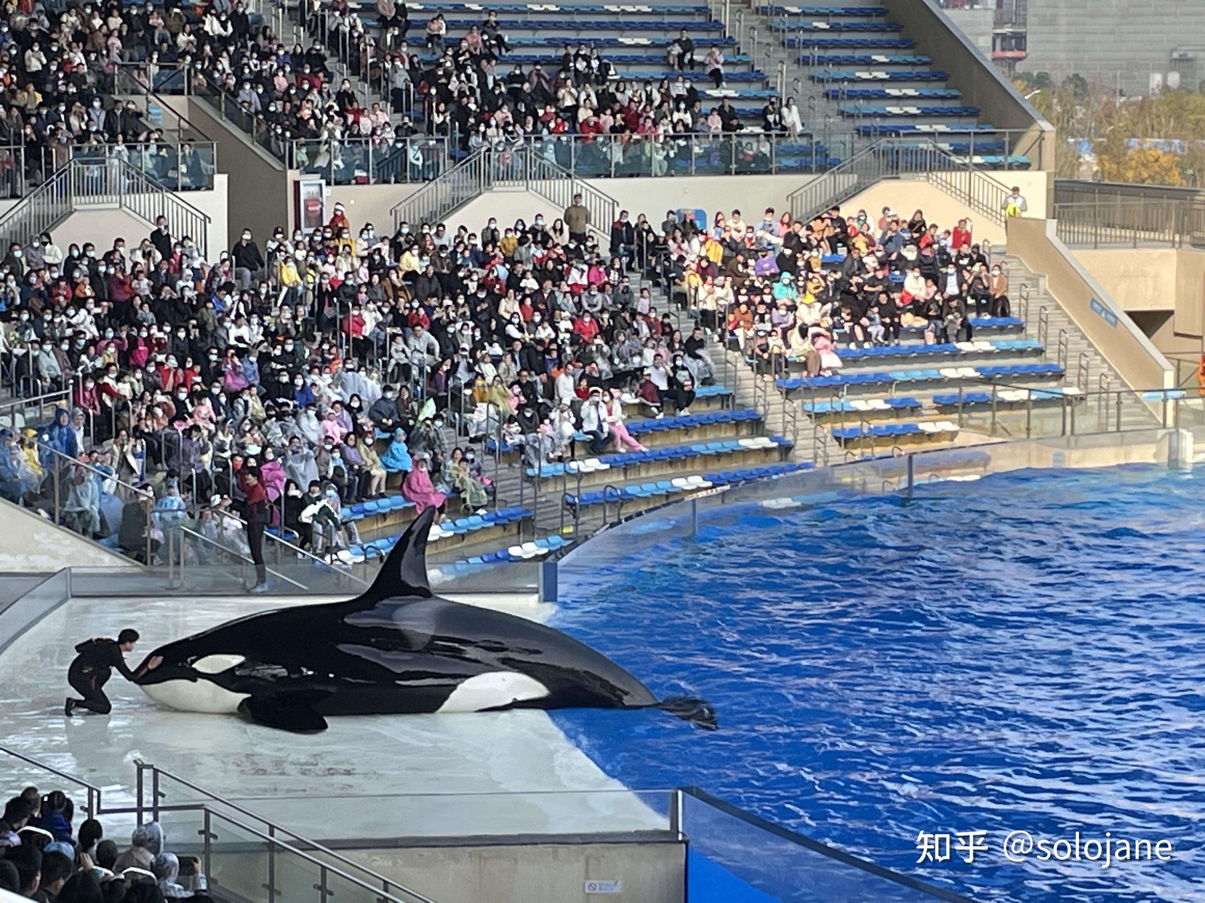 上海海昌海洋公園上海長風海洋世界上海海洋水族館這三個哪一個更值得