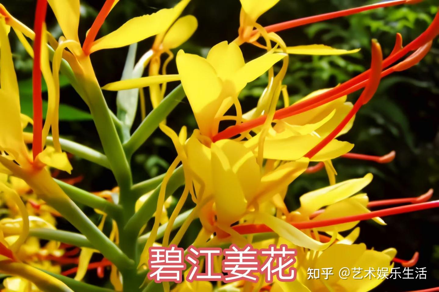 姜科的19种代表植物 - 知乎