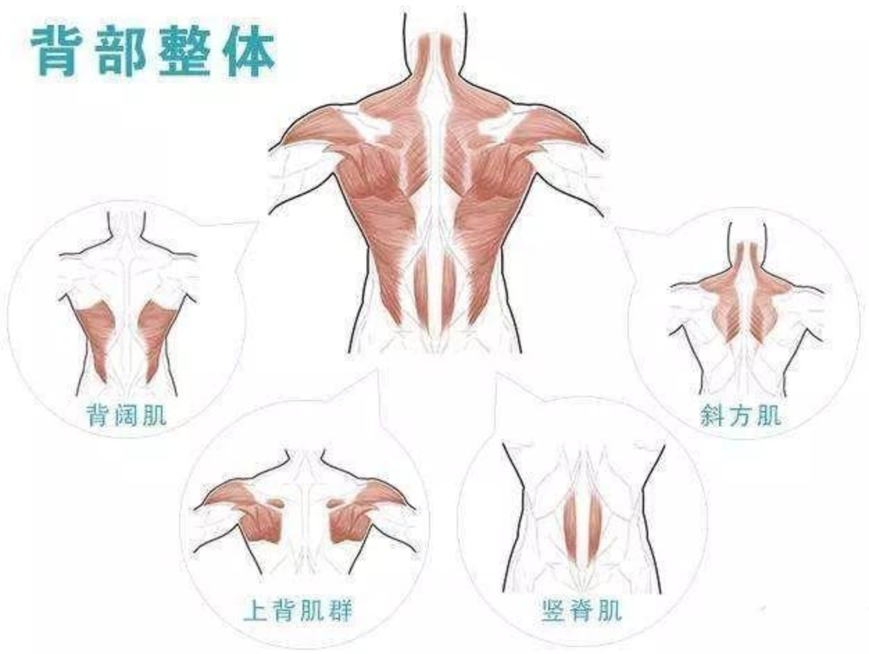 怎么有效锻炼背肌