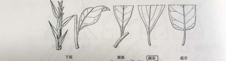 树叶leaf的构造 - 知乎