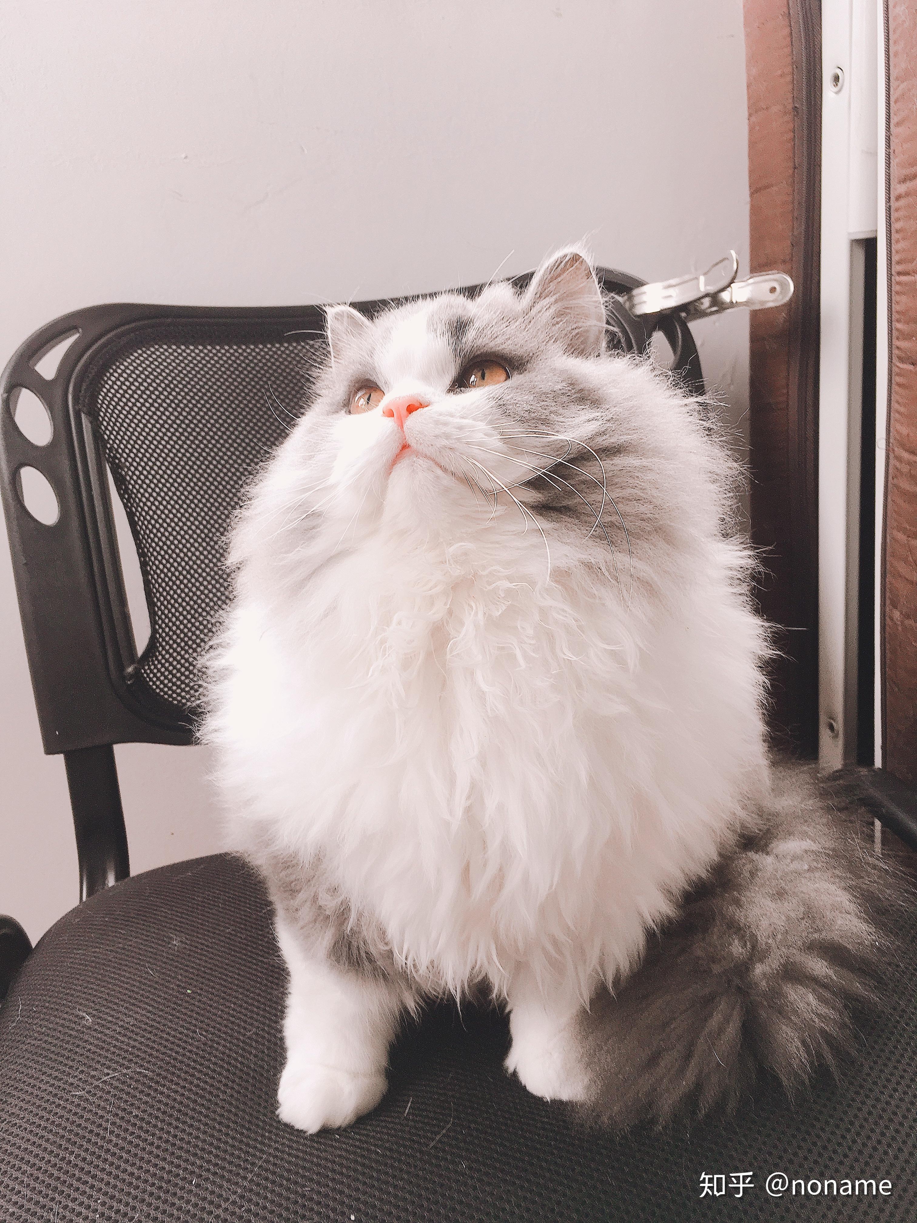 养高地猫是什么样的体验?