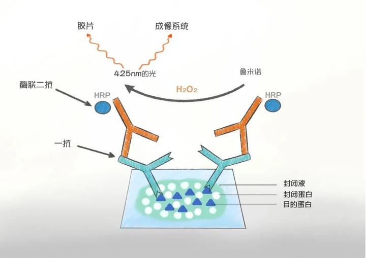 WB实验六|显影超便捷的方法和仪器! - 知乎