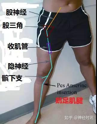 体表神经解剖 隐神经 - 知乎