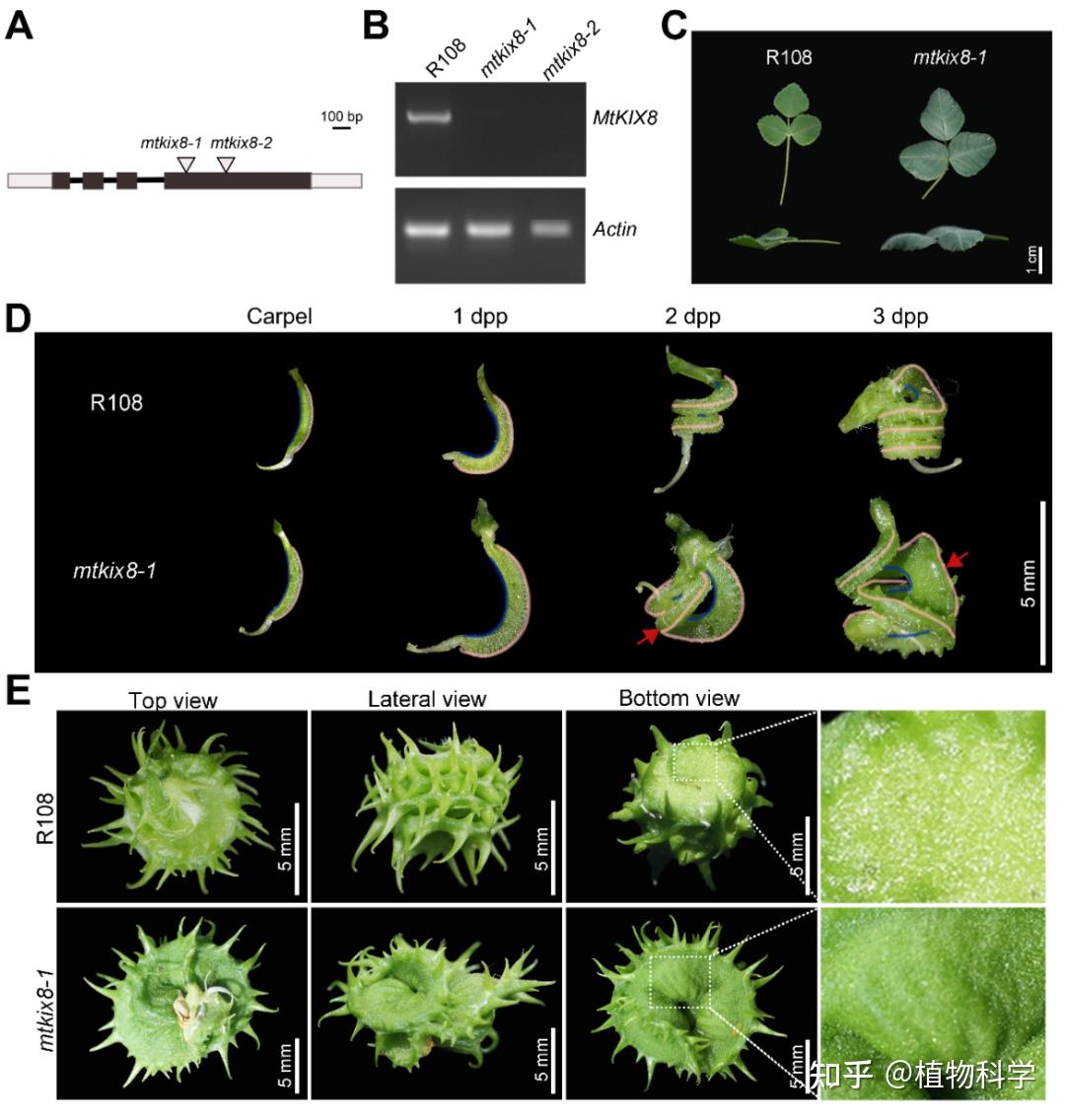 华南农业大学葛良法课题组揭示MtKIX8调控蒺藜苜蓿螺旋果荚形态建成的机制 - 知乎