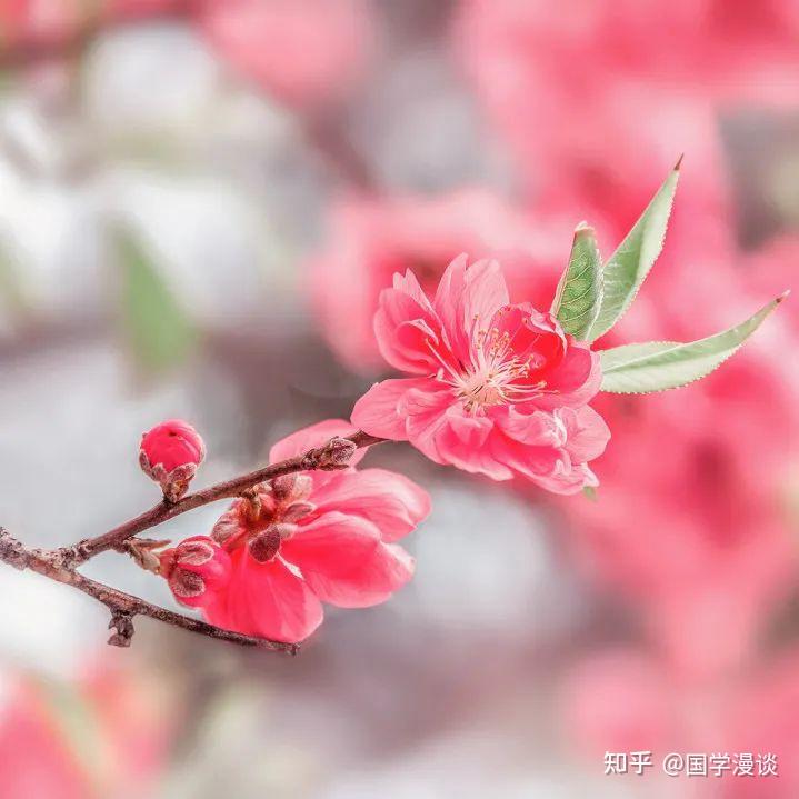 全诗68个春字，郑板桥一首《春词》写尽春光与春愁！ - 知乎