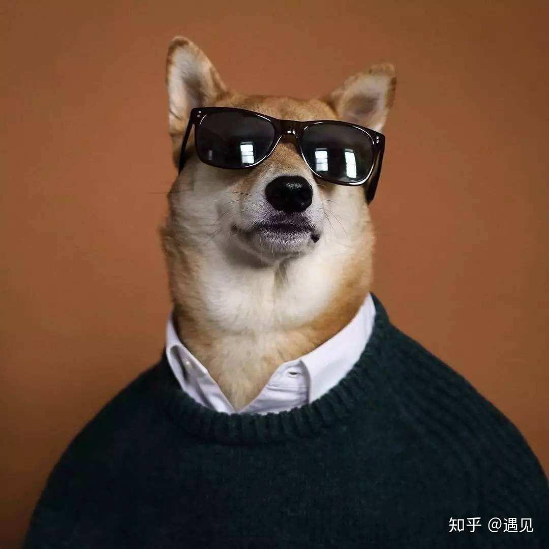 有哪些看着霸气可爱的狗狗头像? - 知乎